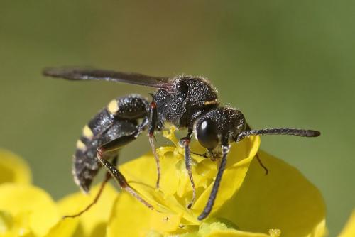Nysson sp.